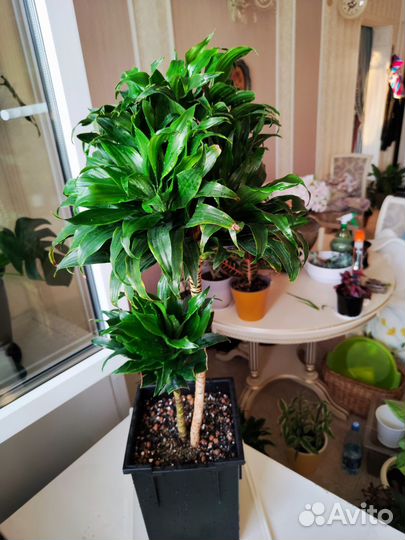 Драцена компакта