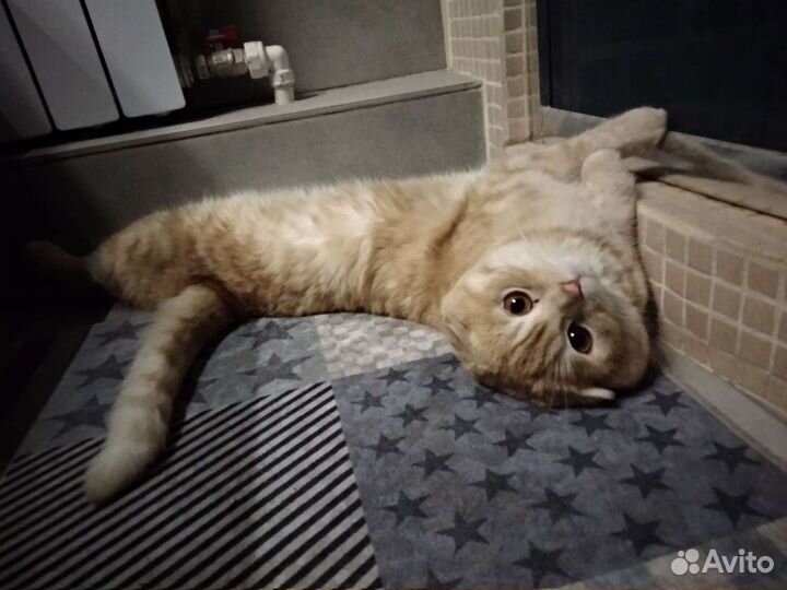 Вязка, вислоухий шотландец