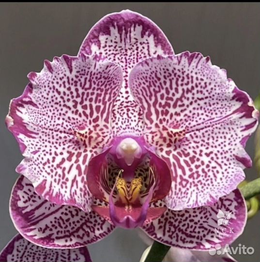 Орхидея бабочка