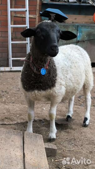 Овцы, ягнята