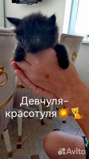 Очаровательные котята в добрые руки
