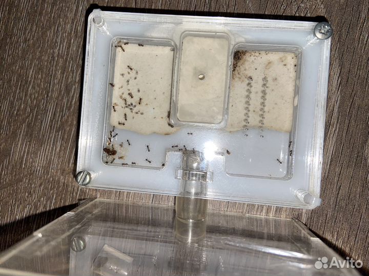 Муравьи messor structor/формикарий с муравьями