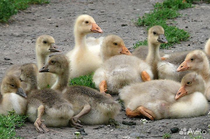 Продам гусят домашние подрощенные