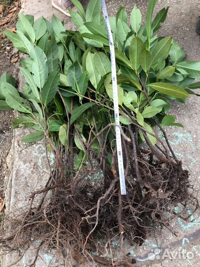 Живая изгородь