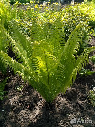 Папоротник (страусник обыкновенный) Купена