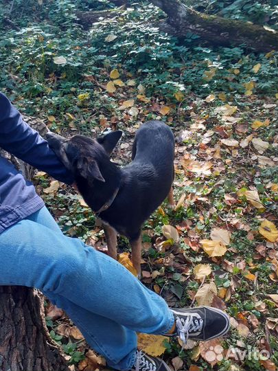 Собака в добрые руки щенок