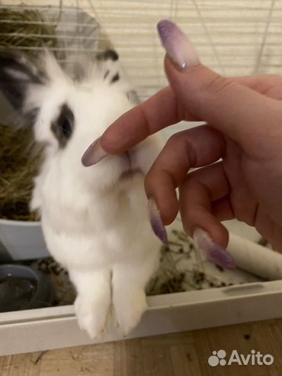 Декоративный кролик в хорошие руки