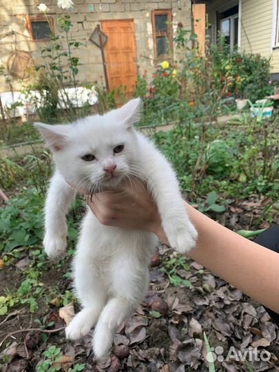 Котята турецкой ангоры