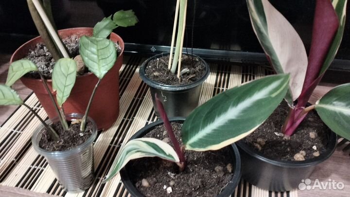 Комнатные цветы