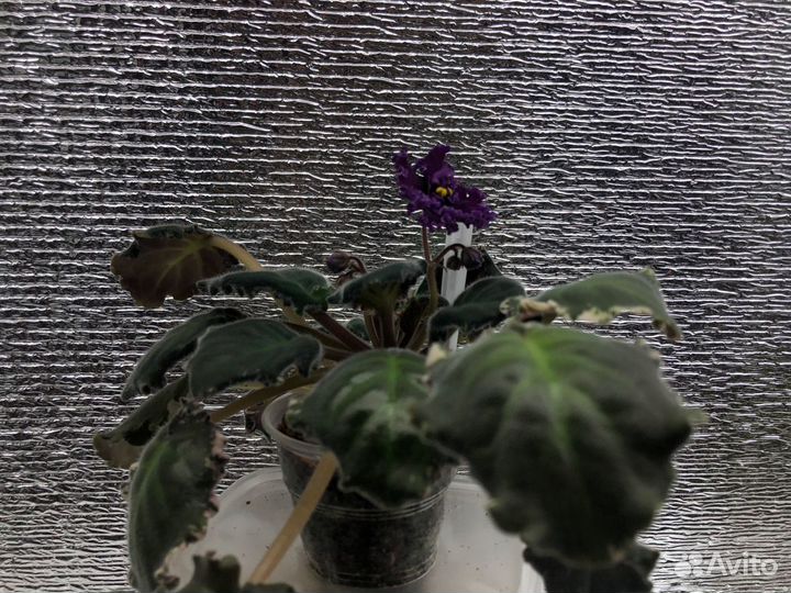 Фиалка сортовая