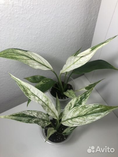 Спатифиллум Нью Ван