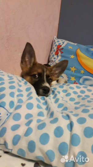 Передержка