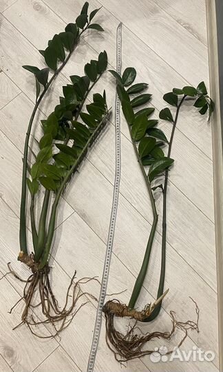 Замиокулькас