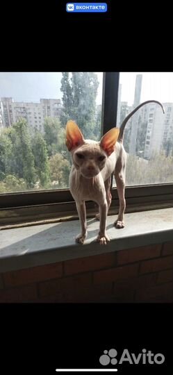 Донской сфинкс