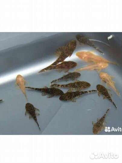 Сомики анциструсы