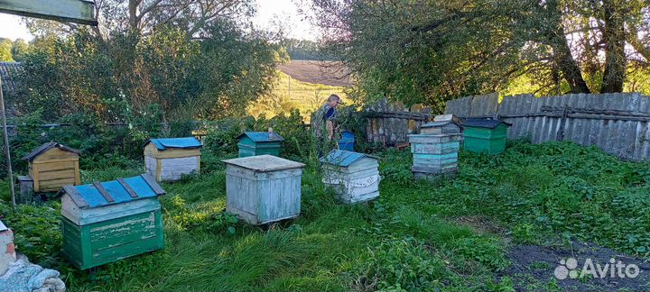 Ульи для пчел