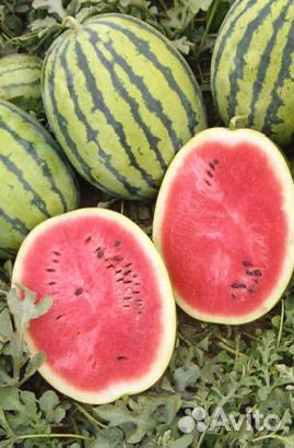 Арбуз бидуин с поля