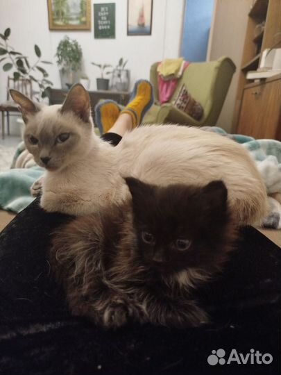 Черный пушистый котенок