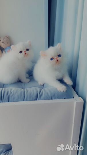 Белоснежные ангелы