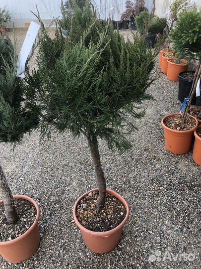 Оастения на штамбе