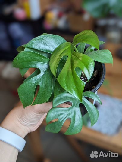 Монстера Минима Рафидофора