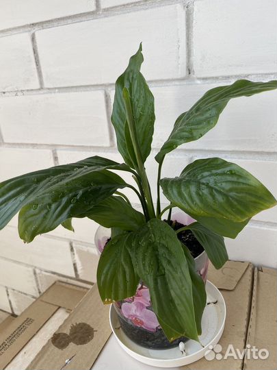 Спатифиллум