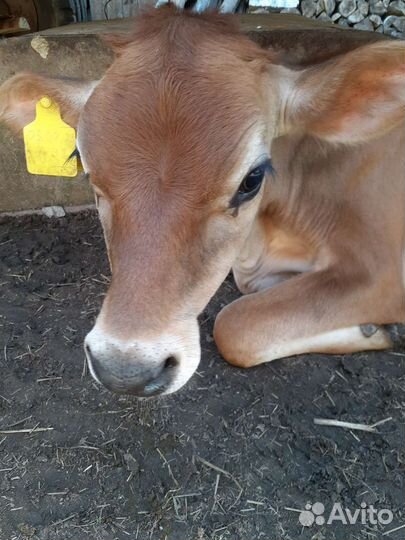 Телочка джерсейская