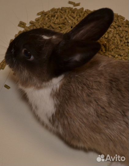 Корм для кролика/шиншилл