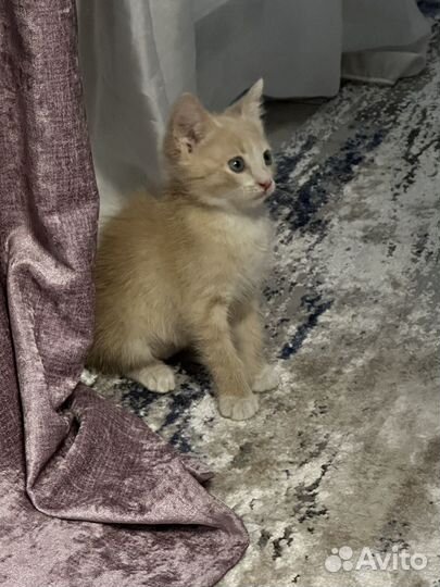 Котята в добрые руки бесплатно