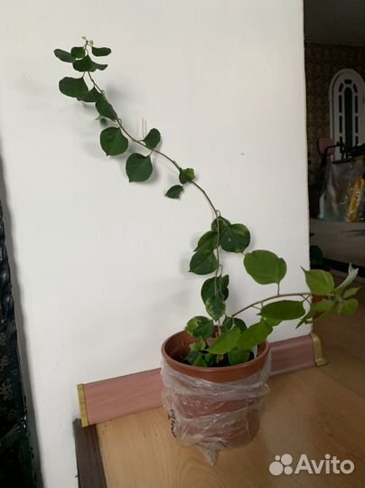 Бугенвиллея