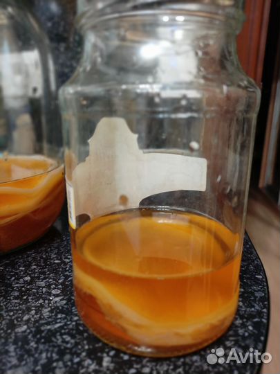 Чайный гриб комбуча