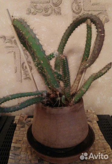 Кактусы разные