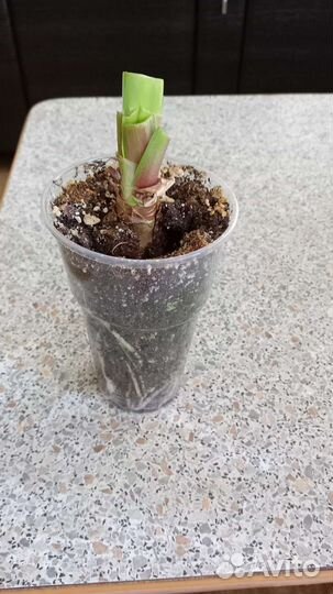 Гиппеаструм амариллис луковицы