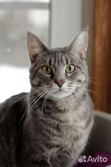 Красавица Суприм в поисках дома