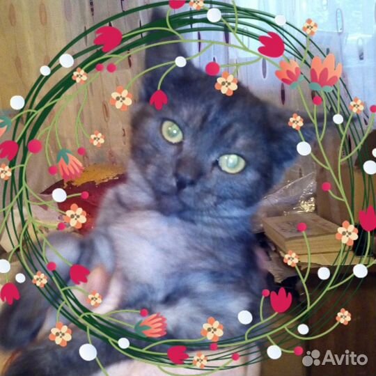 Котики и кошечки