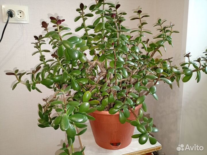 Цветок толстянка