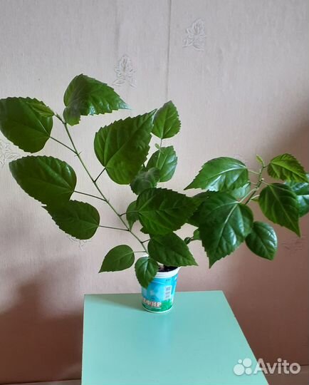 Гибискус китайская роза