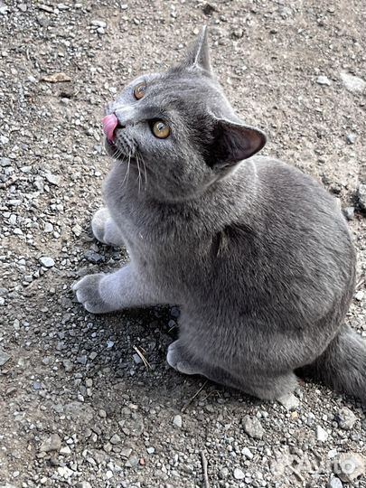Отдам кота в добрые руки