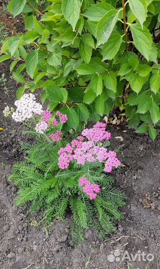 Тысячалистник садовый