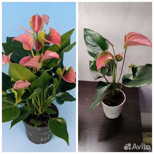 Антуриумы #4