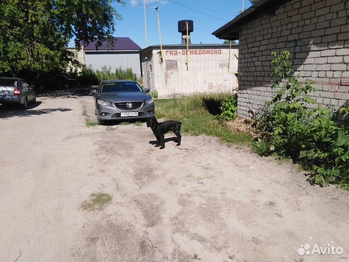 Щенки русского спаниеля