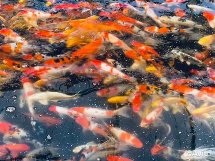 Зимостойкие Карп Кои: Яркая Порода