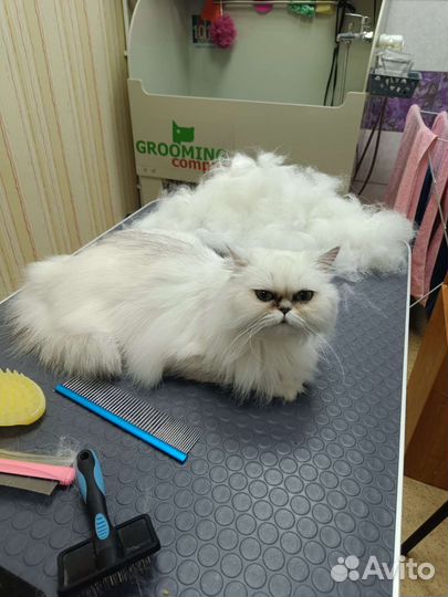 Груминг собак и кошек