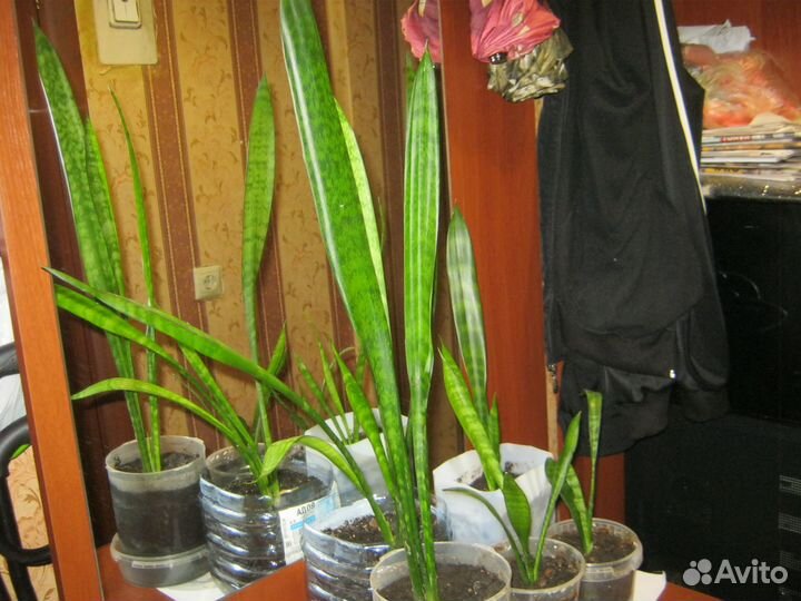 Щучье хвост - тещин язык комнатный цветок 5 штук