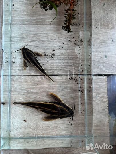 Аквариумные рыбки сомики