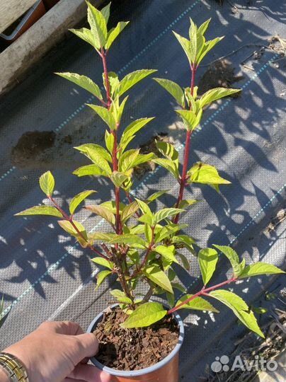 Гортензия метельчатая Vanille Fraise