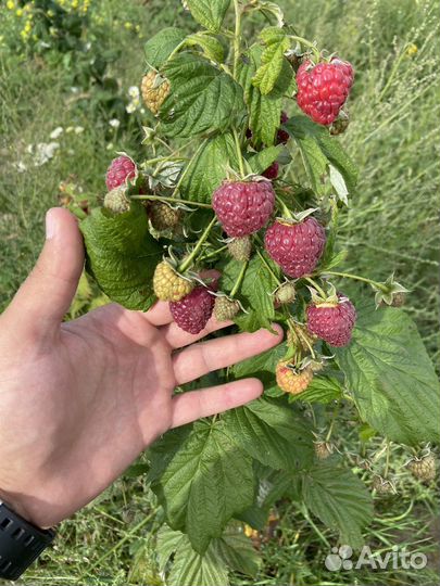 Малина оптом