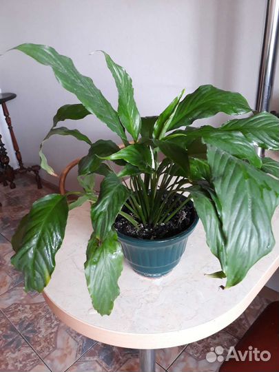 Спатифиллум