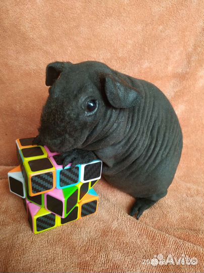 Морская супер свинка Скинни. Малышка