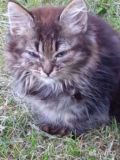 Котята. Контактные, девочки, ласковые, Ищут семью